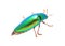 Beautiful Jewel Beetle or Metallic Wood-boring (Buprestid) top v