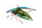 Beautiful Jewel Beetle or Metallic Wood-boring (Buprestid) top v