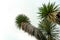 Beautiful Joshua tree against sky, low angle view. Space for text