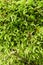 Beautiful juicy green macro forest pattern, nature carpet