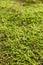 Beautiful juicy green macro forest pattern, nature carpet