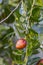 Beautiful jujube fruits and leaves on blue sky close up