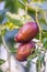 Beautiful jujube fruits and leaves on blue sky close up