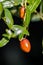 Beautiful jujube fruits and leaves on blue sky close up