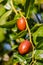 Beautiful jujube fruits and leaves on blue sky close up