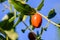 Beautiful jujube fruits and leaves on blue sky close up