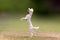 Beautiful jump of a white poodle dog.
