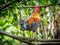 Beautiful jungle fowl