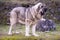 Beautiful junior dog of Spanish Mastiff Breed on the grass