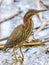 A beautiful juvenile green heron searching for a meal.