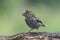 Beautiful juvenile Hawfinch Coccothraustes coccothraustes on a branch