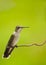 Beautiful juvenile male hummingbird sitting