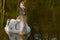 Beautiful juvenile Mute Swan. Cygnus olor