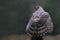 Beautiful Juvenile Northern Goshawk juvenile Accipiter gentilis on a branch in the forest of Noord Brabant in the Netherlands.