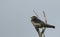 A beautiful juvenile Swallow Hirundo rustica perching on a tree.