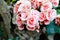 Beautiful Kalanchoe flower