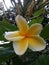 The beautiful kamboja bali flower