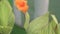 Beautiful kana flower bloom in the garden with orange color