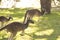 Beautiful kangaroo family running during golden hour in Perth Australia