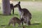 Beautiful kangaroo outdoors Perth Australia nice