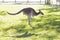 Beautiful kangaroo outdoors Perth Australia nice