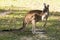 Beautiful kangaroo outdoors Perth Australia nice