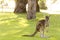 Beautiful kangaroo posing surrounded by majestic trees at golden hour in Perth Australia