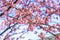 Beautiful Kawazu cherry blooming, the first blooming in Japan