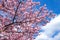 Beautiful Kawazu cherry blossoms in early spring in Japan.