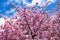 Beautiful Kawazu cherry blossoms in early spring in Japan.