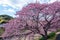 Beautiful Kawazu cherry blossoms in early spring in Japan.