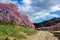 Beautiful Kawazu cherry blossoms in early spring in Japan.