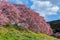 Beautiful Kawazu cherry blossoms in early spring in Japan.