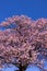 Beautiful Kawazu cherry blossoms in early spring in Japan.