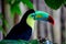 Beautiful Keel-Billed toucan against a blurred background