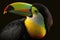 Beautiful Keel-billed Toucan Close Up. Colorful and Vibrant Animal.