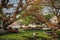 Beautiful Kerala backwaters and palm tree landscape