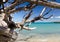 Beautiful kiawe trees framing serenity of Waialea  beach