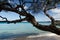 Beautiful kiawe trees framing serenity of Waialea  beach