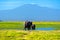 Beautiful Kilimanjaro mountain and elephants, Kenya