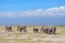 Beautiful Kilimanjaro mountain and elephants, Kenya, Amboseli, Africa