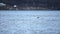 Beautiful killer whales, orca, feeding amongst seagulls in blue fjord water