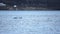 Beautiful killer whales, orca, feeding amongst seagulls in blue fjord water