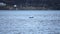 Beautiful killer whales, orca, feeding amongst seagulls in blue fjord water