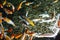 Beautiful King Koi Fish Cyprinus carpio haematopterus, also known as the nishikigoi koi in the chinese pond.