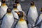 Beautiful King penguin surrounded by flock