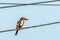 Beautiful Kingfisher bird