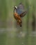 Beautiful kingfisher bird fishing for fish