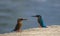 Beautiful Kingfishers sitting in the side of the lake.