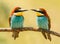 Beautiful kiss with a couple of bee-eaters